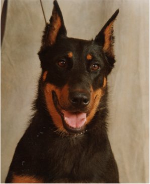 berger de beauce (beaucerons)