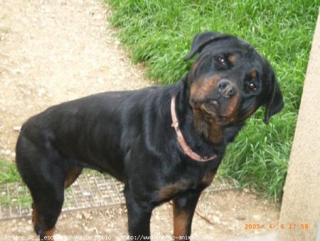 rott